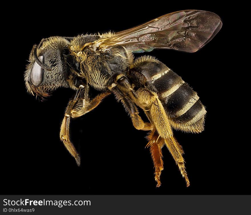 Insect, Honey Bee, Bee, Invertebrate