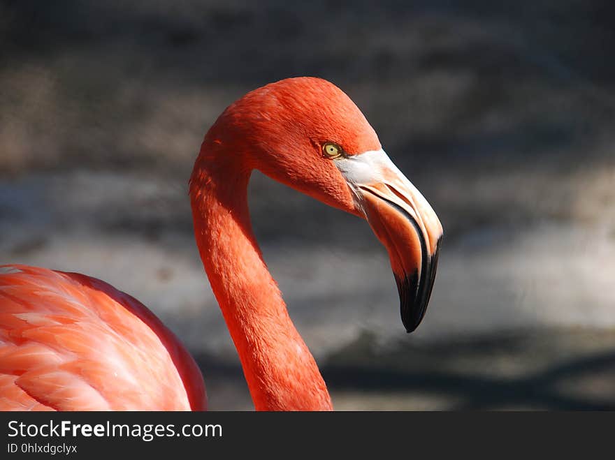 Flamingo, Bird, Beak, Water Bird