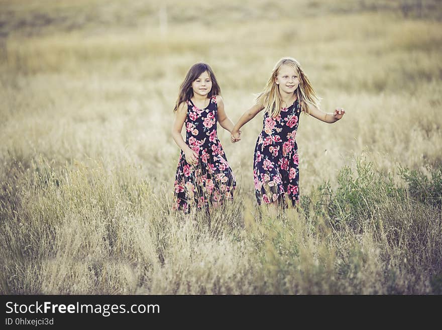 Photograph, Lavender, Prairie, Grassland