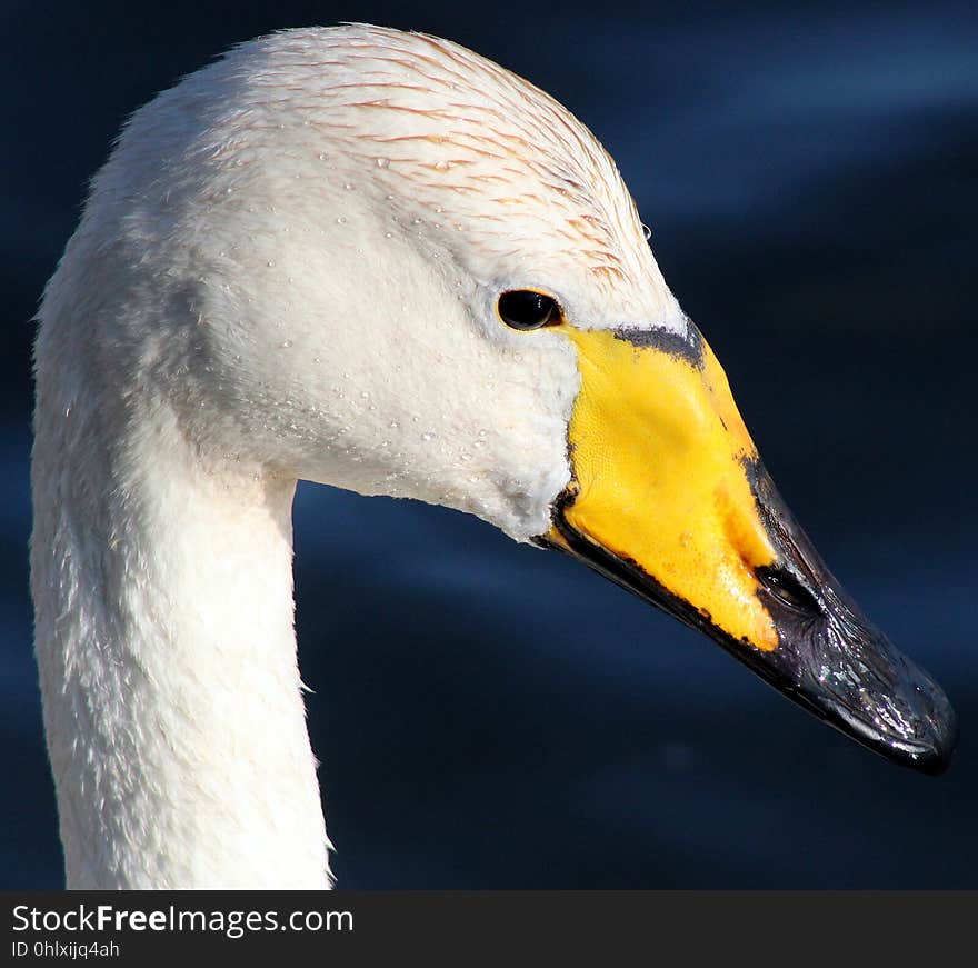 Beak, Bird, Water Bird, Ducks Geese And Swans