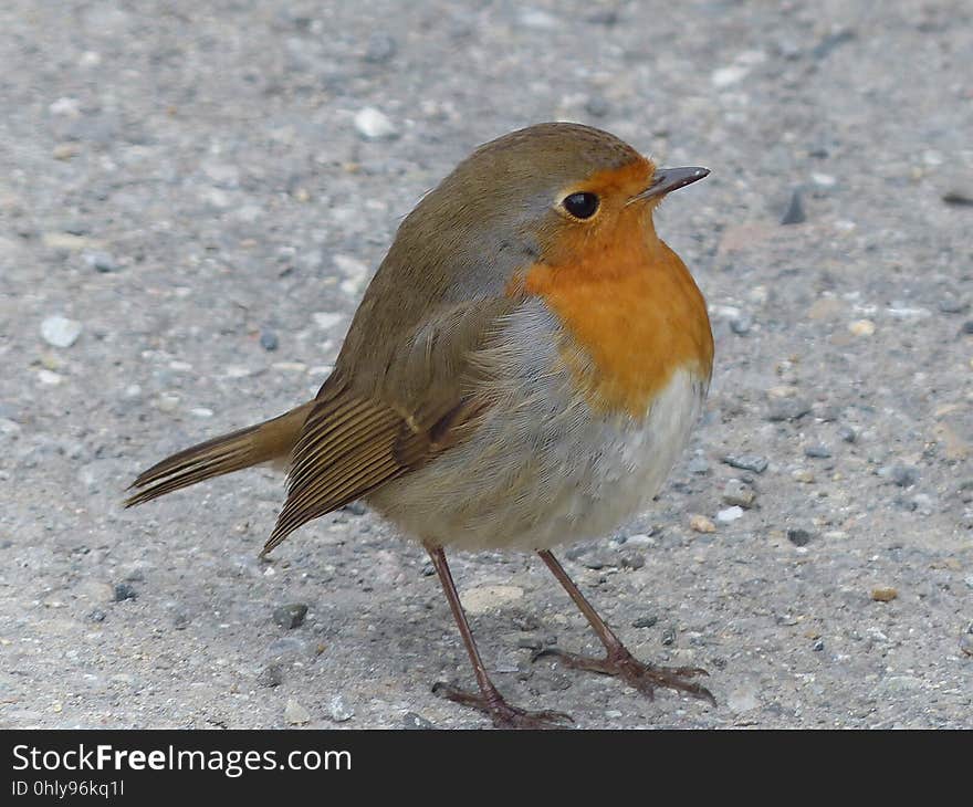 Bird, European Robin, Fauna, Beak