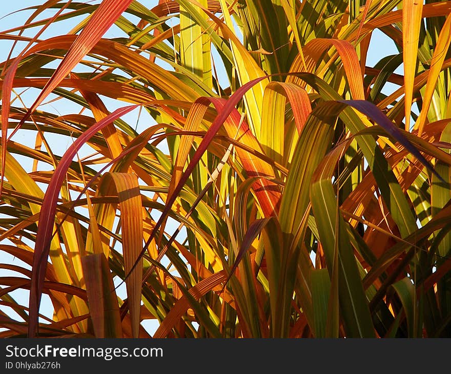 Plant, Leaf, Flora, Grass Family