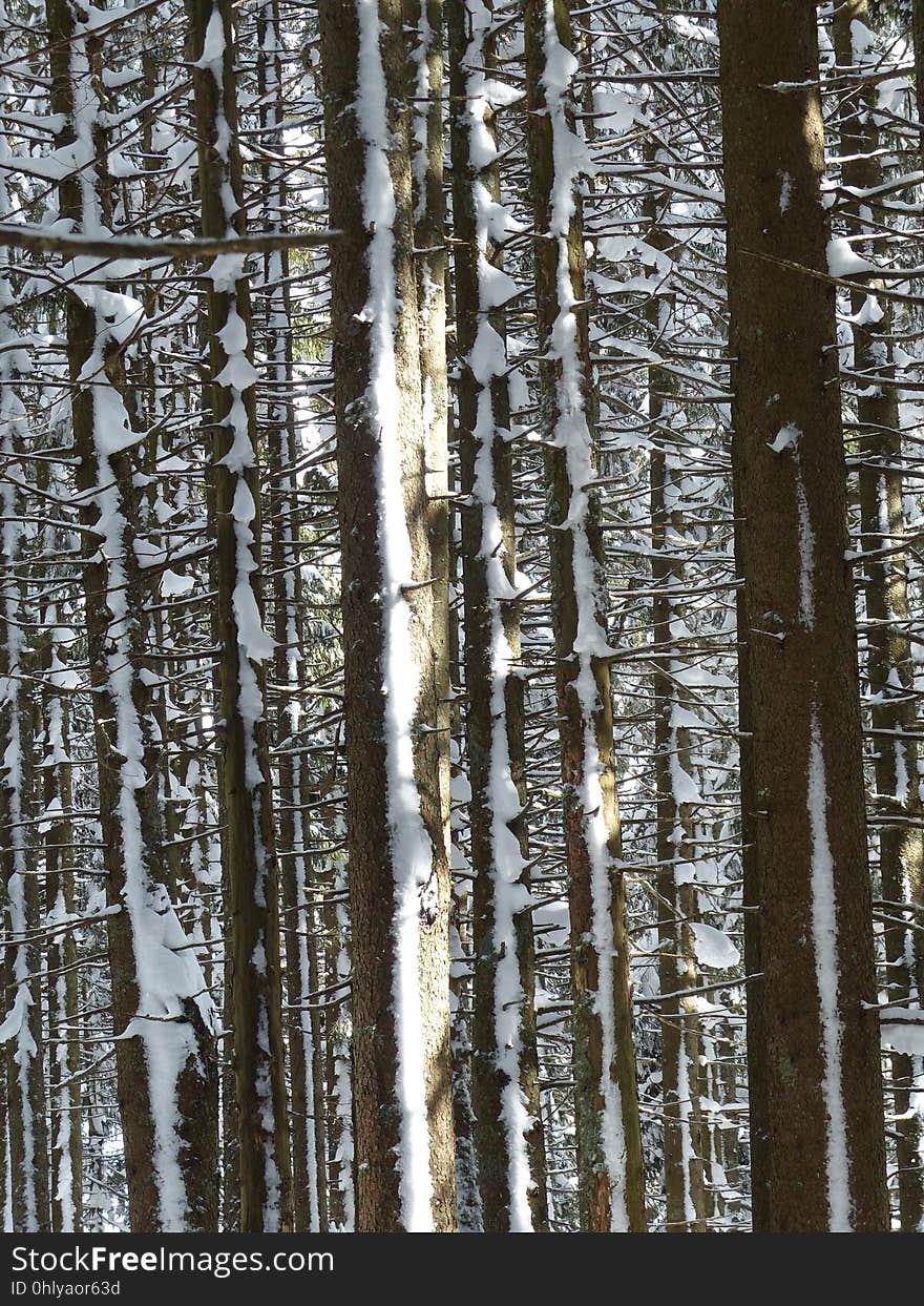 Tree, Woody Plant, Birch, Trunk