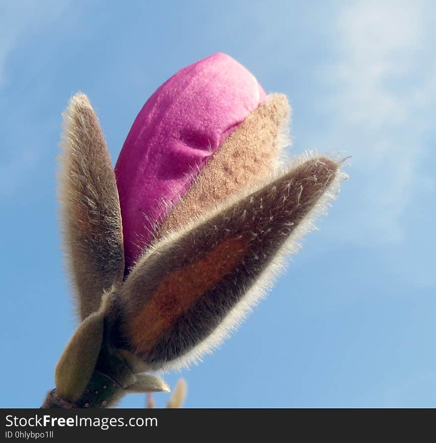 Flower, Close Up, Sky, Plant