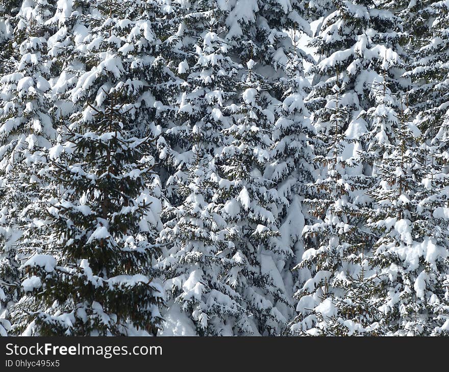 Winter, Snow, Tree, Frost