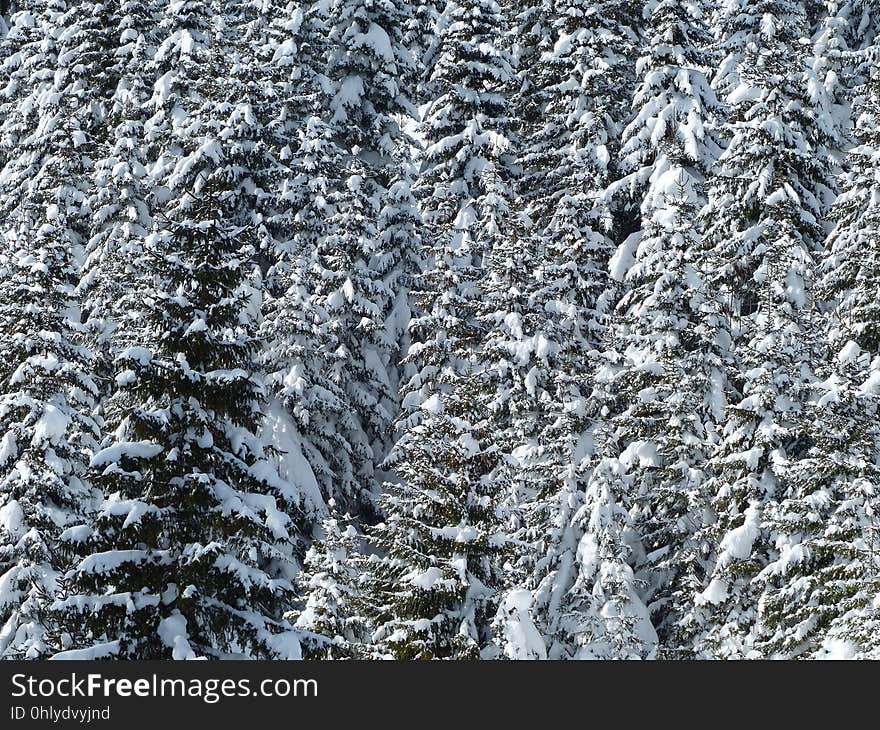 Tree, Winter, Frost, Woody Plant