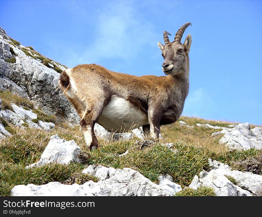 Fauna, Wildlife, Goats, Goat Antelope