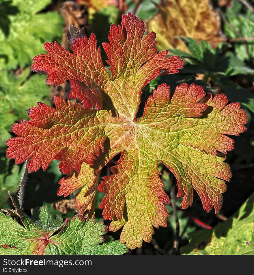 Leaf, Plant, Autumn, Subshrub