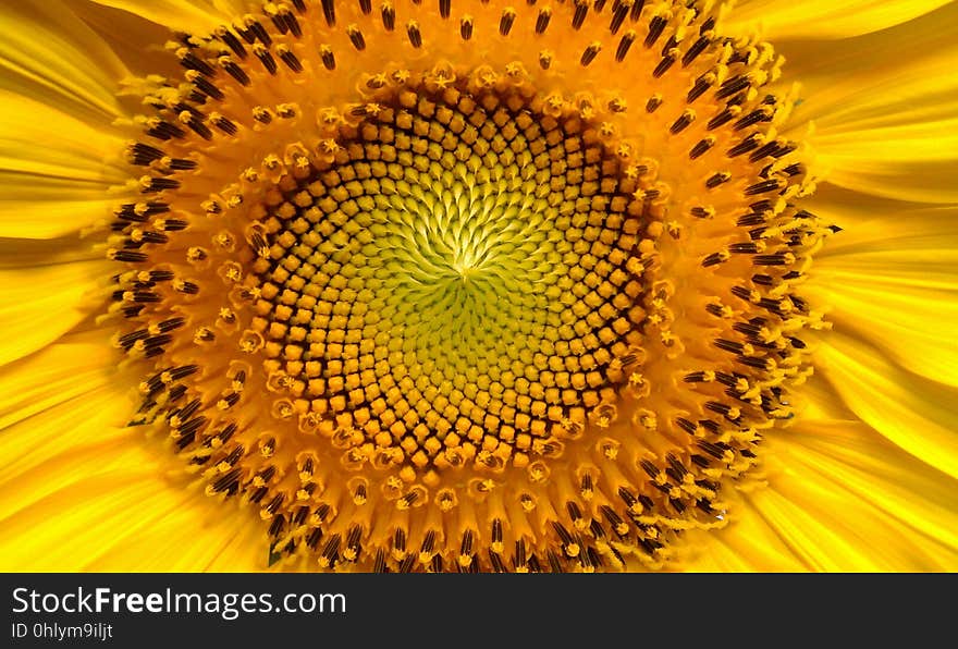 Sunflower, Flower, Yellow, Flowering Plant