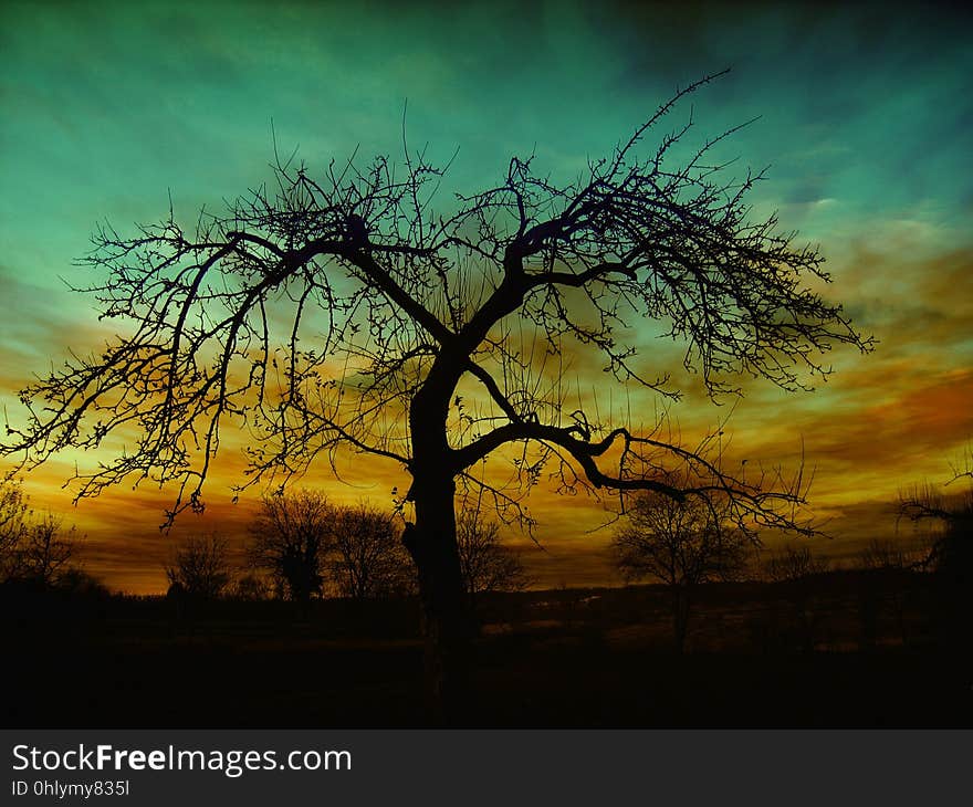 Sky, Tree, Nature, Woody Plant