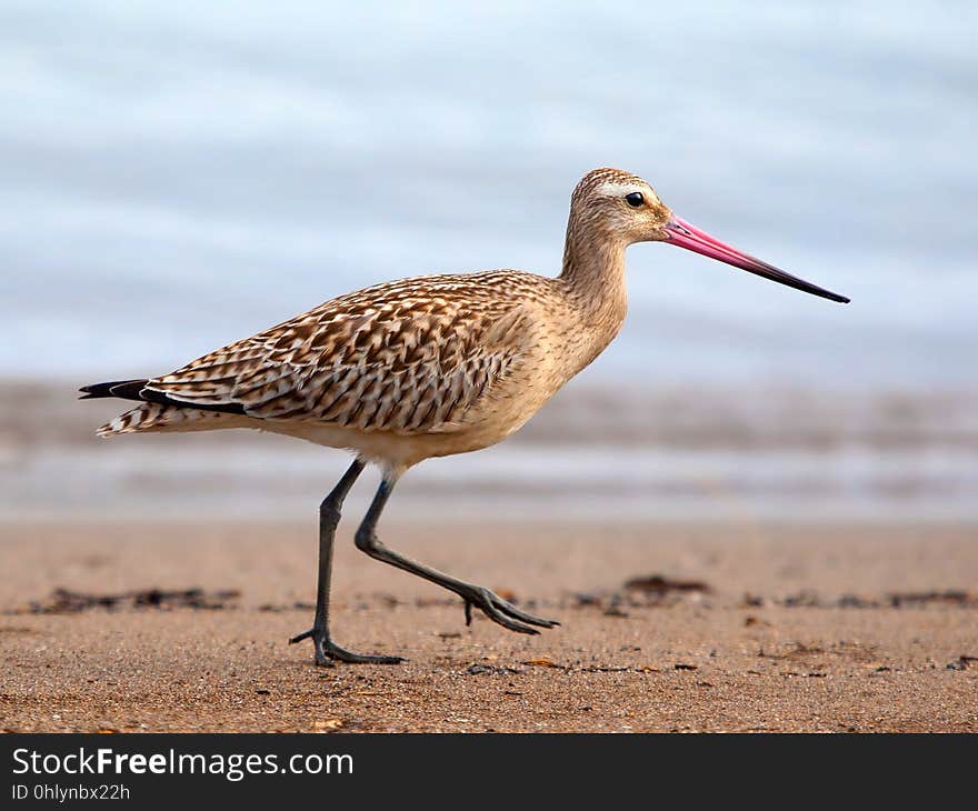 Bird, Ecosystem, Sandpiper, Shorebird