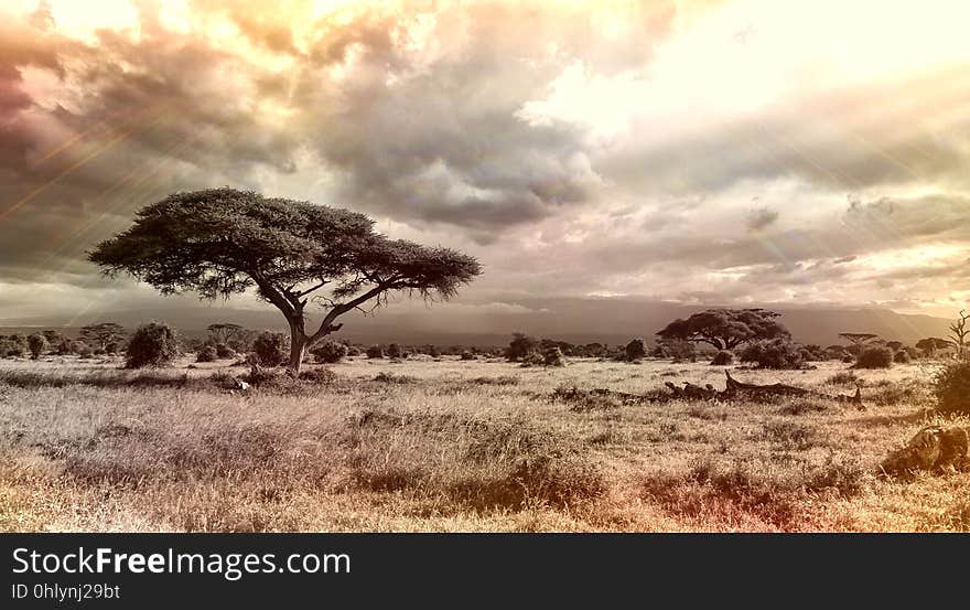 Sky, Ecosystem, Savanna, Tree