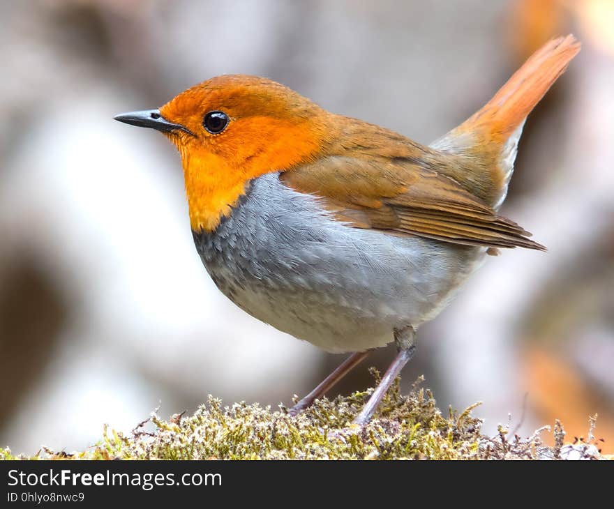 Bird, European Robin, Beak, Fauna