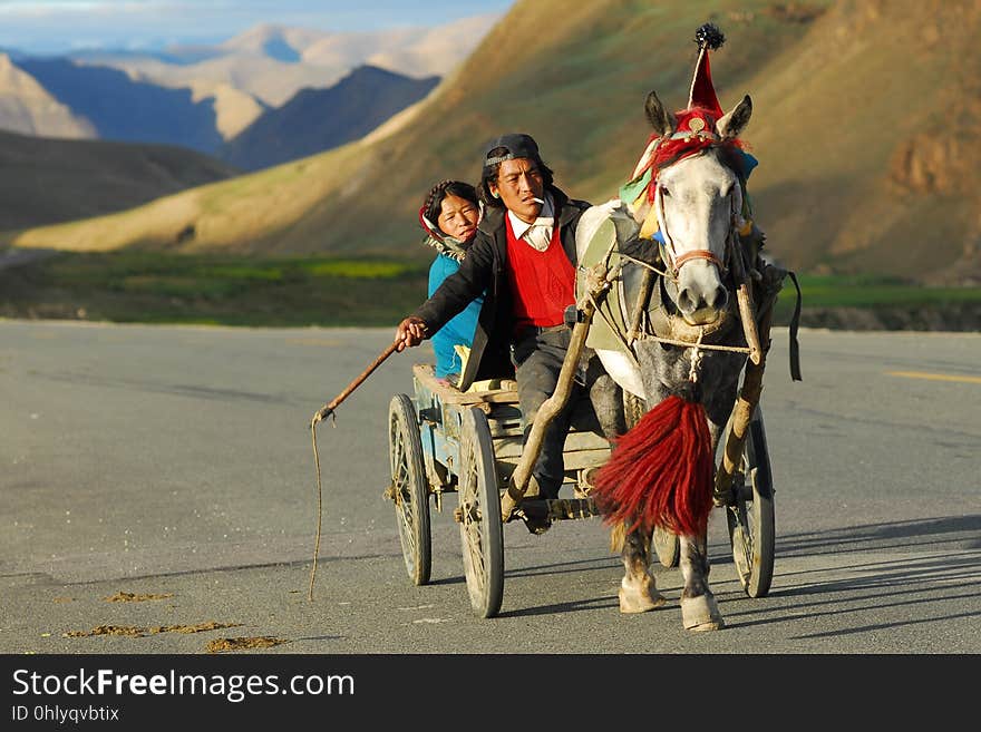 Mode Of Transport, Horse Harness, Vehicle, Horse Like Mammal