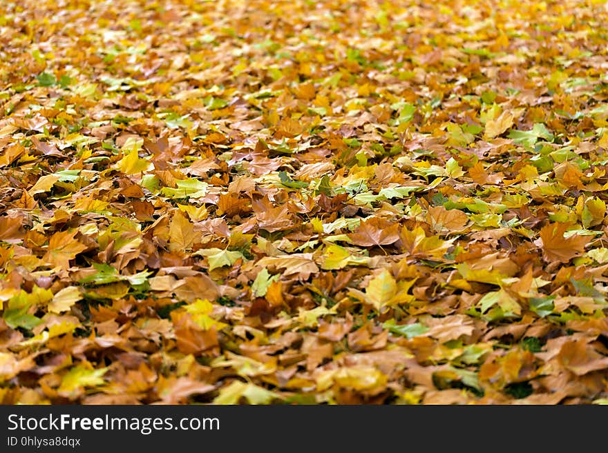 Yellow, Deciduous, Leaf, Autumn