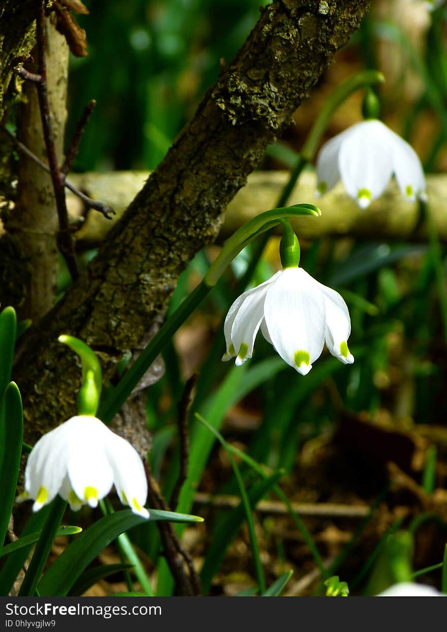 Plant, Flower, Flora, Spring