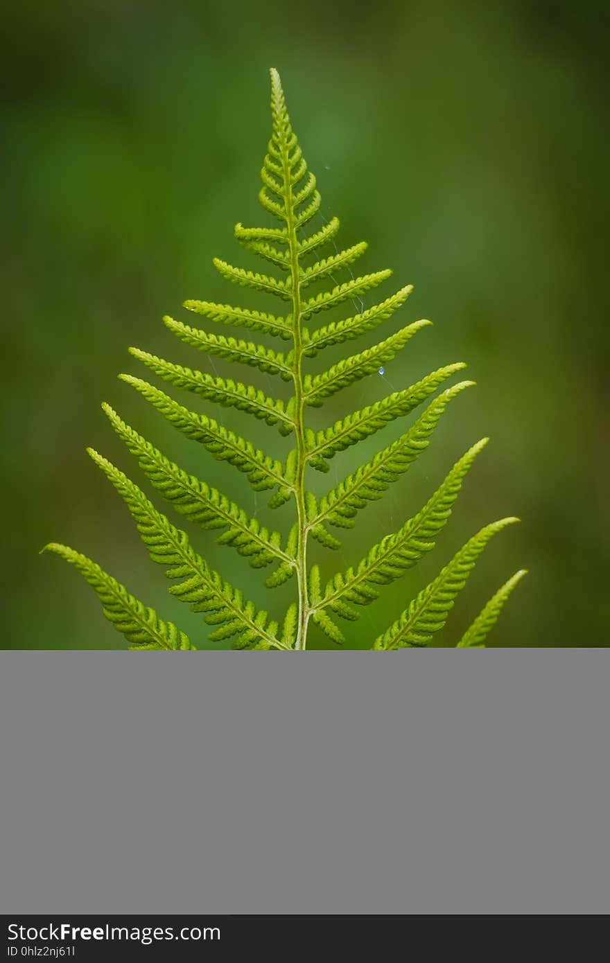 Plant, Leaf, Vegetation, Fern