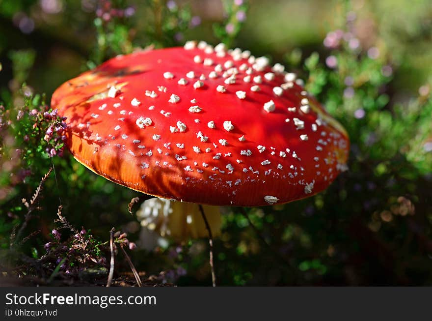 Fungus, Agaric, Mushroom, Medicinal Mushroom