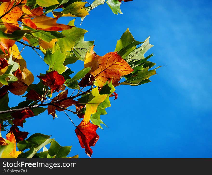 Leaf, Nature, Sky, Yellow