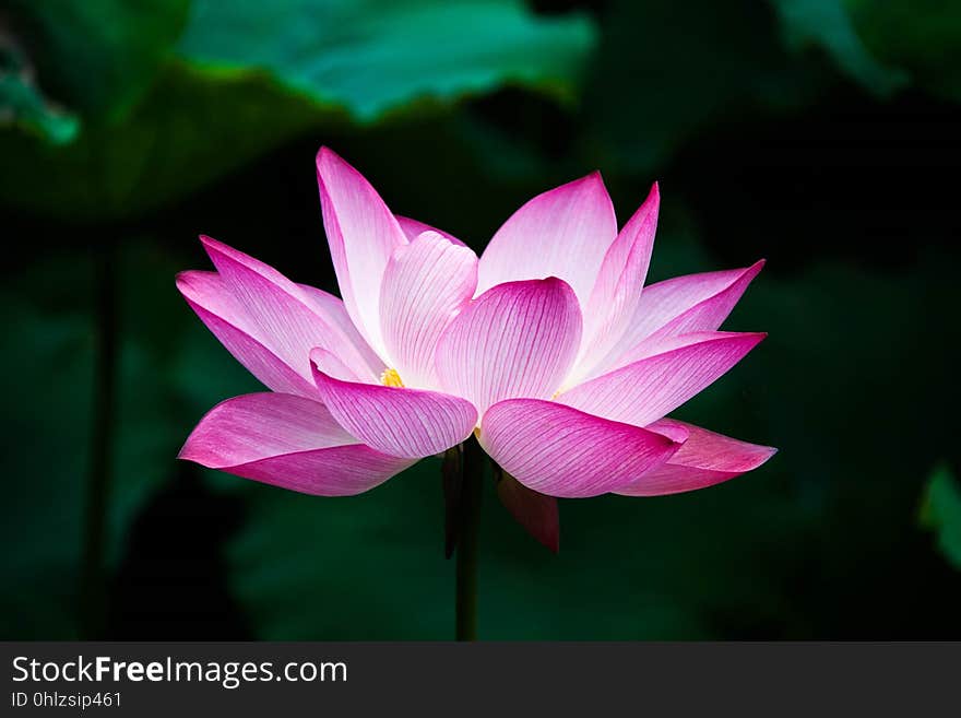 Flower, Lotus, Sacred Lotus, Plant