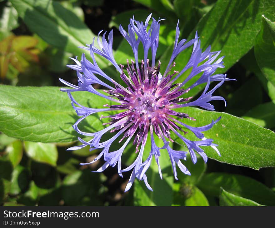 Flower, Plant, Flora, Purple Passionflower