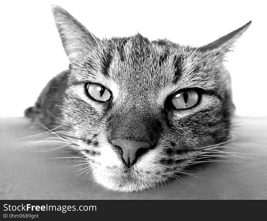 Cat, Whiskers, Black And White, Face