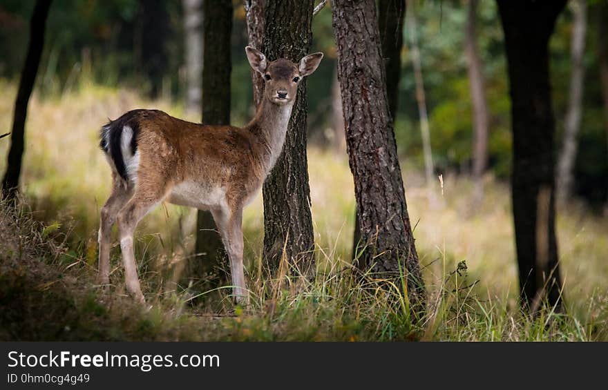 Wildlife, Deer, Fauna, Mammal