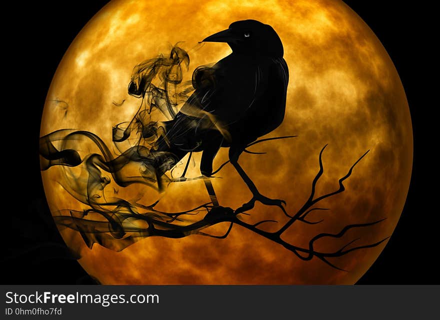 Halloween, Moon, Pumpkin, Computer Wallpaper