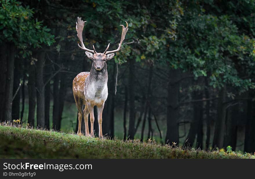 Wildlife, Deer, Mammal, Fauna