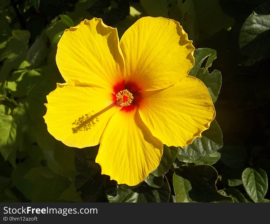 Flower, Yellow, Flowering Plant, Plant