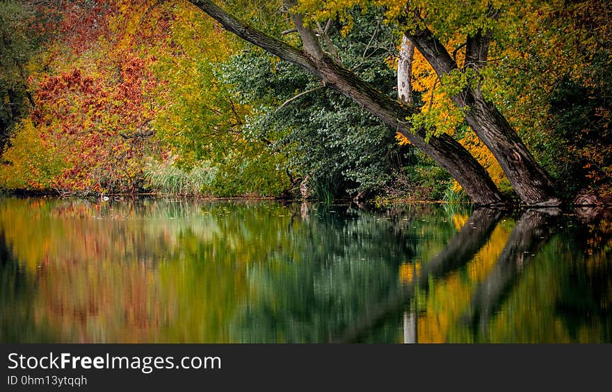 Reflection, Water, Nature, Leaf