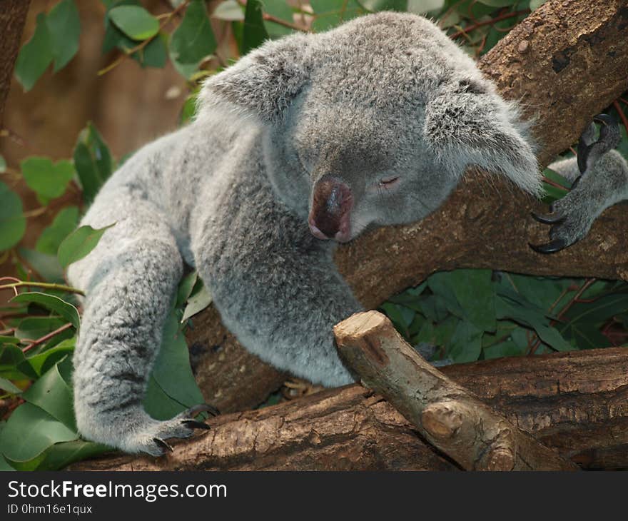 Koala, Mammal, Terrestrial Animal, Fauna