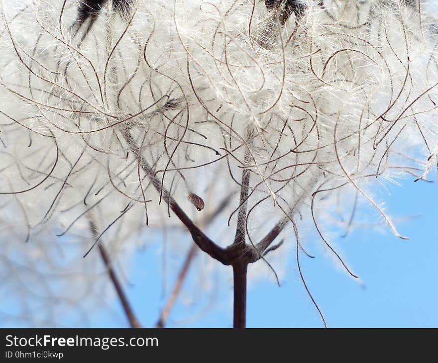 Branch, Winter, Tree, Twig