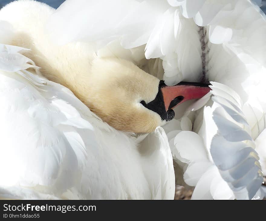 White, Vertebrate, Beak, Water Bird