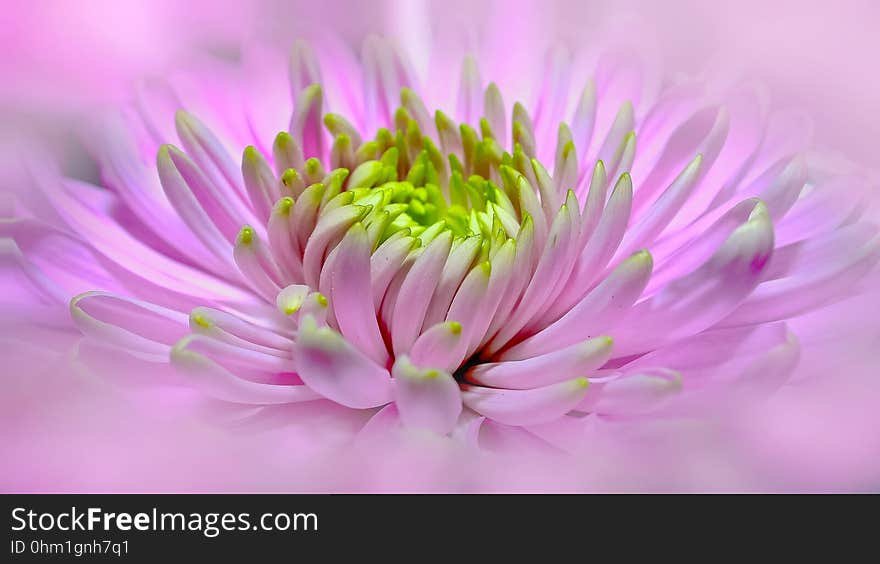 Flower, Pink, Close Up, Petal