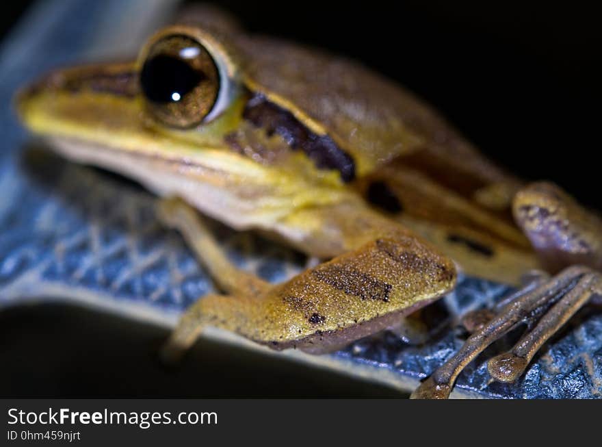 Common Tree Frog in the gutter Unfortunatley I got only one attempt at this shot before it ran away. I missed the best focus by just a little bit :/ OIST hill Okinawa. Common Tree Frog in the gutter Unfortunatley I got only one attempt at this shot before it ran away. I missed the best focus by just a little bit :/ OIST hill Okinawa