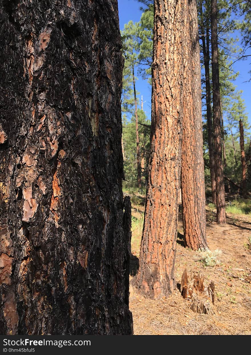 Pines in a Line