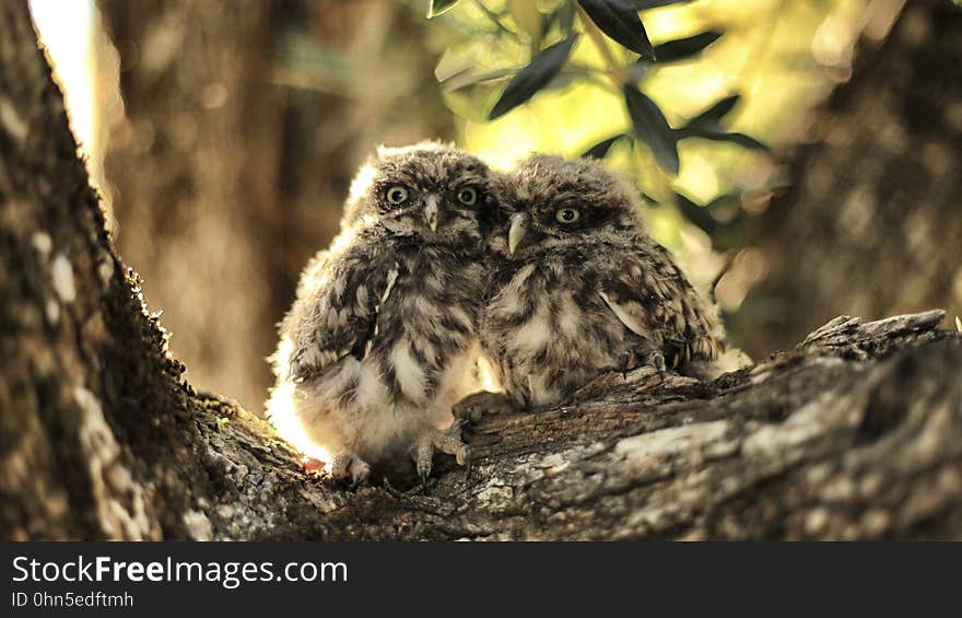 A pair of pygmy owls rests on a tree.