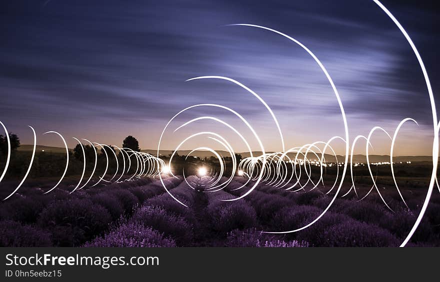 Circular light trails in a lavender field at dusk.