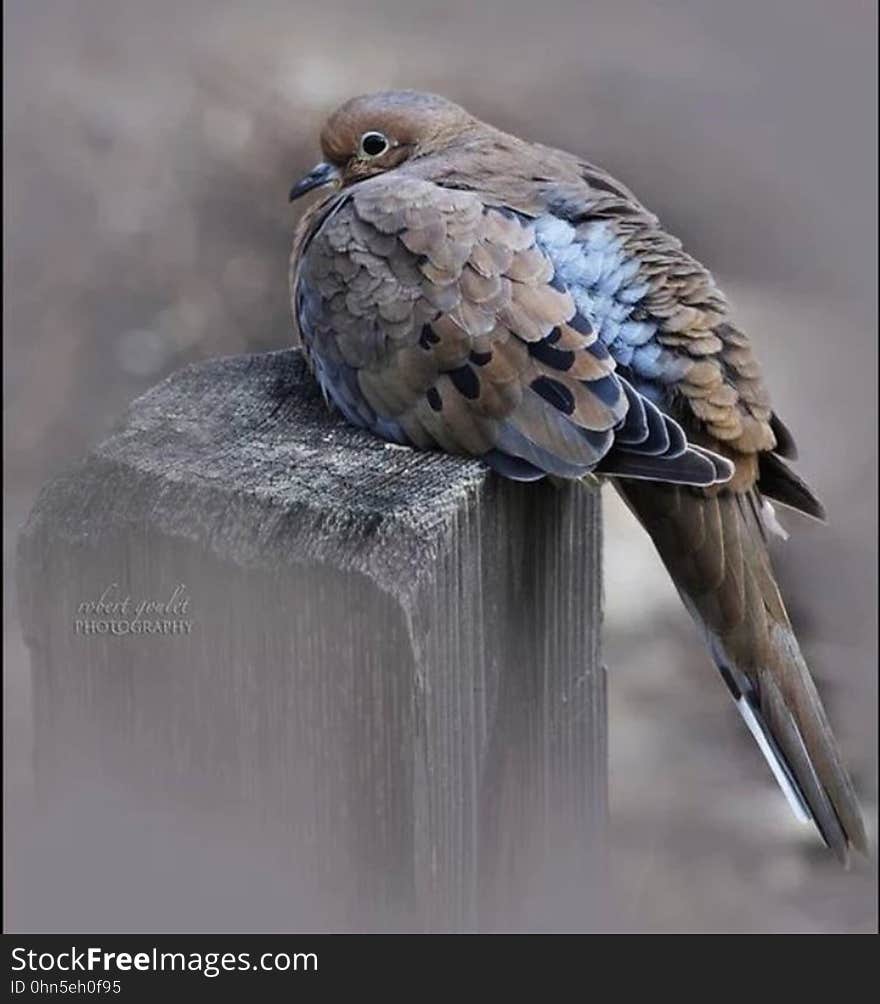 Close up of bird with blue and brown feathers perched on wooden post. Close up of bird with blue and brown feathers perched on wooden post.