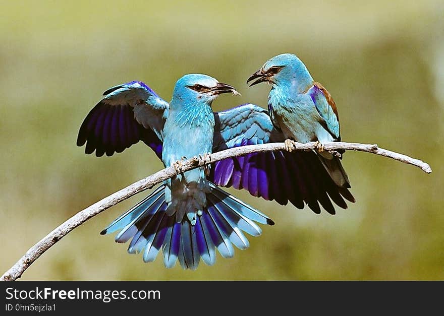 A pair of ornately coloured tropical birds sitting on a branch.