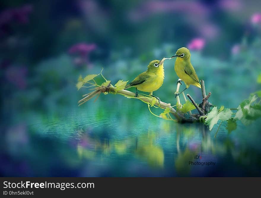 Yellow songbirds share food on a branch.