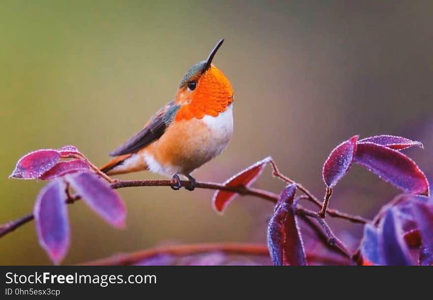 Close up of small orange songbird sitting on branch with purple leaves. Close up of small orange songbird sitting on branch with purple leaves.