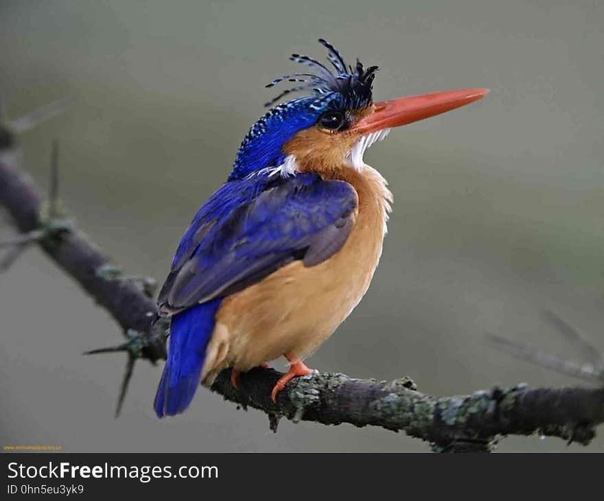 Close up of small blue songbird perched on bare branch. Close up of small blue songbird perched on bare branch.