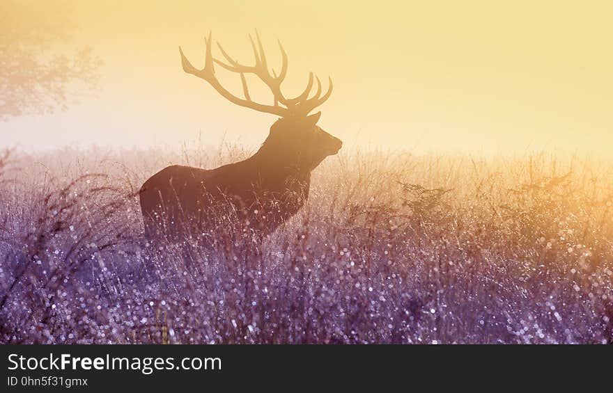 Male elk standing in field of grasses at sunset. Male elk standing in field of grasses at sunset.