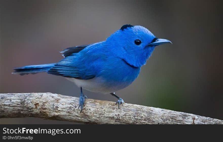 Close up of small blue songbird on bare branch.