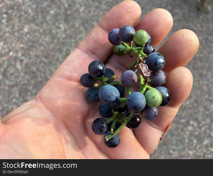 More Wild Arizona Grapes to Munch On