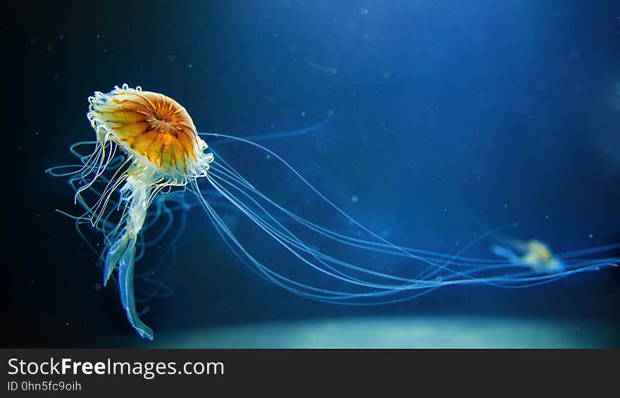 A translucent jellyfish underwater in aquarium. A translucent jellyfish underwater in aquarium.