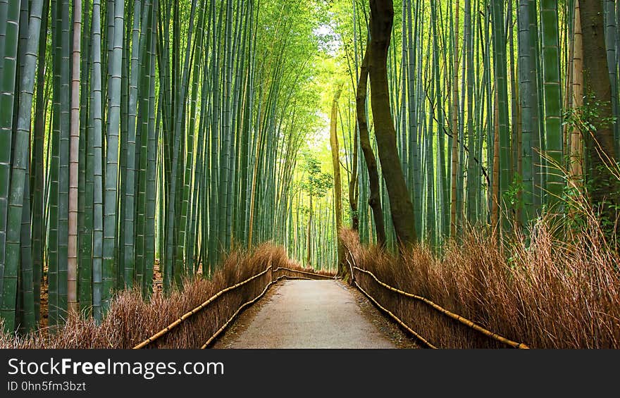 A path through a bamboo forest.