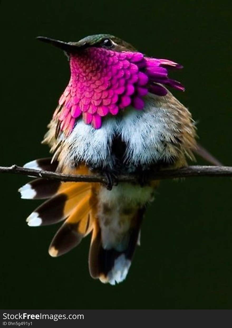 A Wine-throated hummingbird showing its feathers while perching on a branch. A Wine-throated hummingbird showing its feathers while perching on a branch.